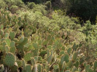 Native succulents on Sage Hill