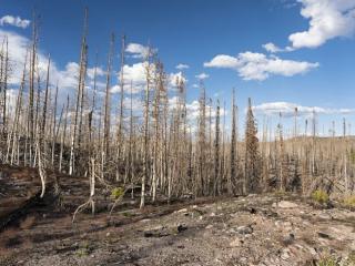 burned trees