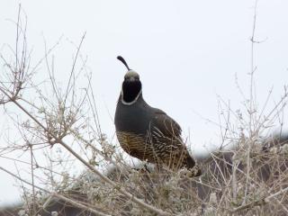 California quail