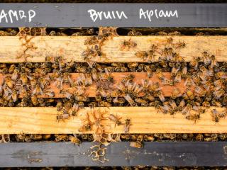 UCLA bee hive