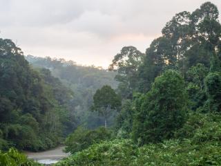 Treetops