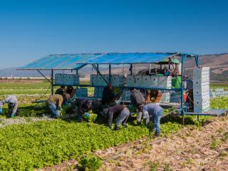 Farm workers and shade structure 