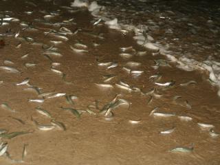 Grunions on beach at night
