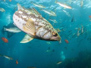 Fish in Ocean