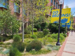 UCLA bloom