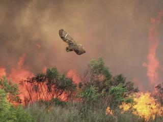 Owl escaping fire