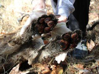Burnt cougar paws