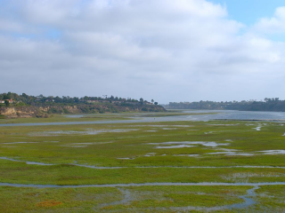 Coastal are with vegetation and sewage