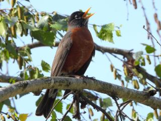 Robin on Branch