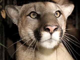 Mountain lion P-81, one of the first Santa Monica Mountain cougars with a tail defect