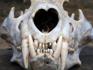 Lion or leopard skull